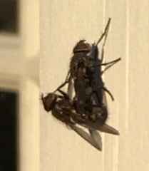 Oestroidea