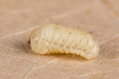 Scolytus
