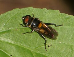 Palpada fasciata