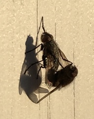 Oestroidea