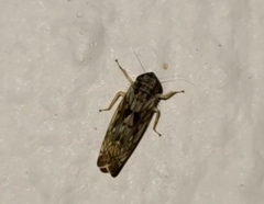 Osbornellus clarus