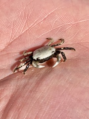 Hemigrapsus oregonensis