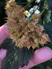 Physocarpus opulifolius