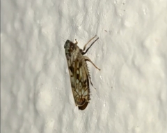 Osbornellus clarus