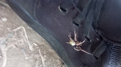 Eriophora