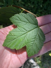 Physocarpus opulifolius