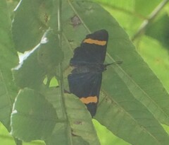 Esthemopsis pherephatte