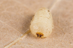 Scolytus