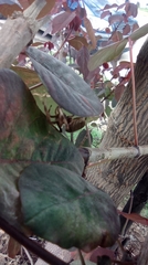 Eriophora