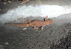 Christinus marmoratus