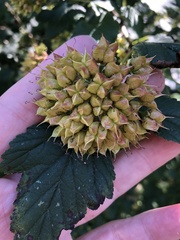 Physocarpus opulifolius