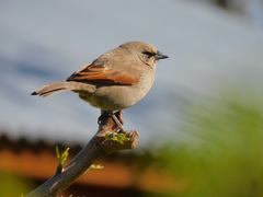 Agelaioides badius