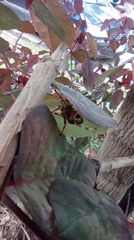 Eriophora