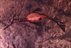 Phyllopteryx taeniolatus