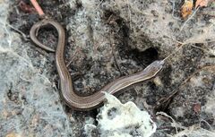 Hemiergis decresiensis