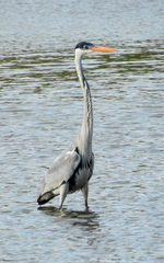 Ardea cocoi