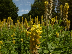 Bombus