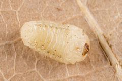 Scolytus