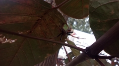 Eriophora