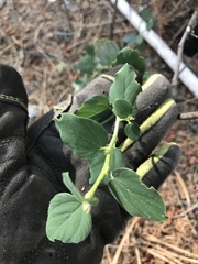 Ceanothus integerrimus