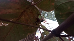 Eriophora