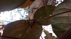 Eriophora
