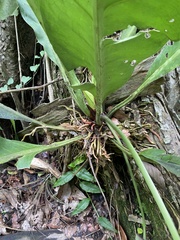 Anthurium schlechtendalii