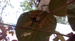 Eriophora