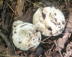 Lactifluus deceptivus