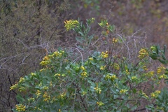 Nicotiana glauca