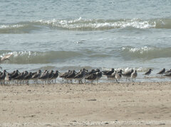 Calidris tenuirostris