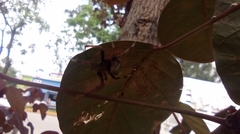 Eriophora