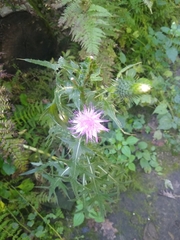Cirsium