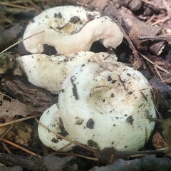 Lactifluus deceptivus