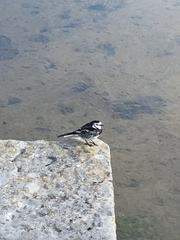 Motacilla alba yarrellii