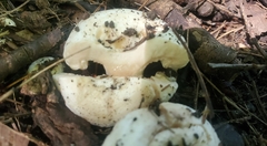 Lactifluus deceptivus