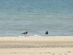 Haematopus longirostris