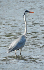 Ardea cocoi