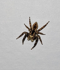 Euophryini