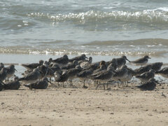 Calidris tenuirostris