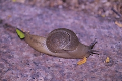 Megaustenia imperator