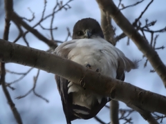 Geranoaetus polyosoma