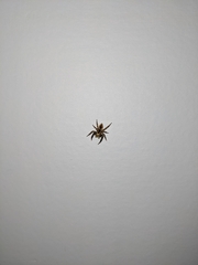 Euophryini
