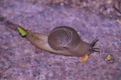 Megaustenia imperator