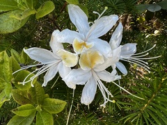 Rhododendron occidentale
