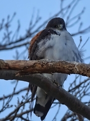 Geranoaetus polyosoma