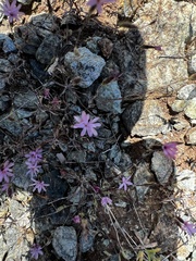 Rhododendron occidentale