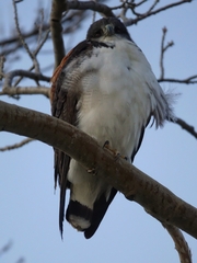 Geranoaetus polyosoma