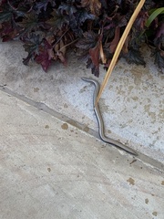 Anguis fragilis