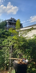 Ailanthus altissima